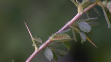 Spiny Restharrow in natural ambient (Ononis spinosa)