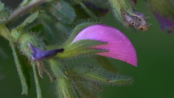 Spiny Restharrow Natural Ambient Ononis Spinosa — Stock Video