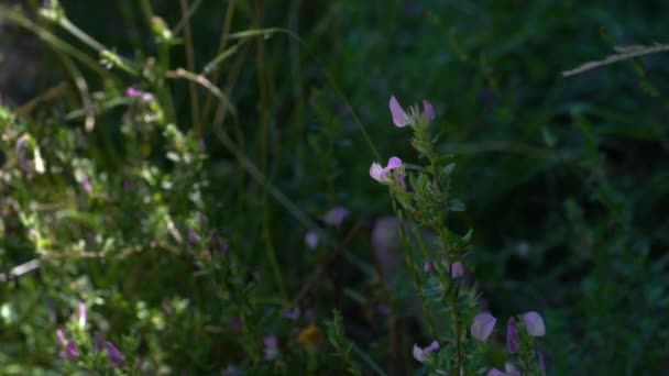 Spiny Restharrow Natural Ambient Ononis Spinosa — 图库视频影像