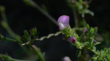 Spiny Restharrow in natural ambient (Ononis spinosa)