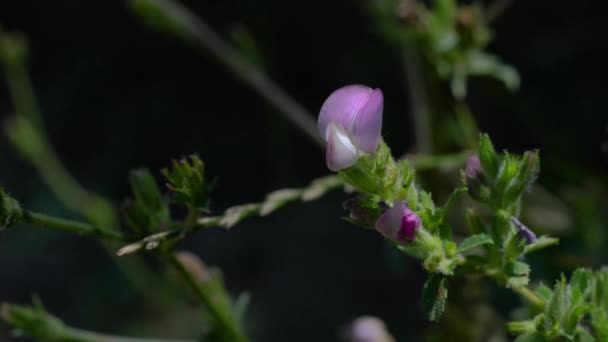 Spiny Restharrow Natural Ambient Ononis Spinosa — Video Stock