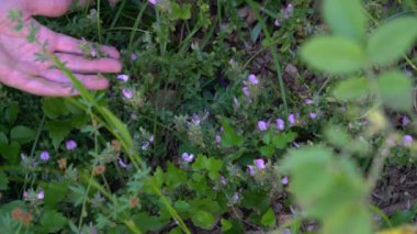 Spiny Restharrow in natural ambient (Ononis spinosa)