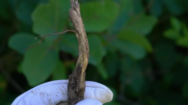 Spiny Restharrow Natural Ambient Medicinal Root Ononis Spinosa — Αρχείο Βίντεο