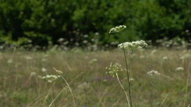 Hafif esintide inek maydanozu (Anthriscus sylvestris)