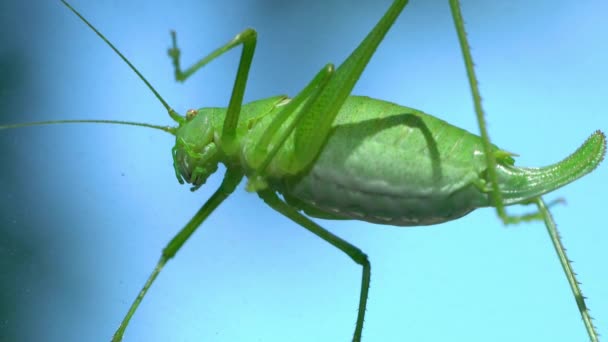 Green Grasshopper Windshield Car — стоковое видео