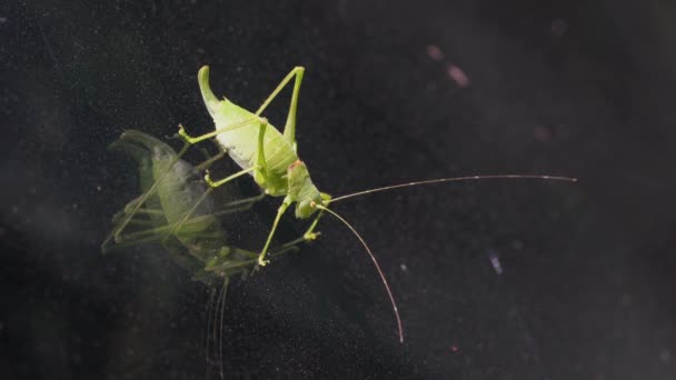 Green Grasshopper Windshield Car — Stockvideo