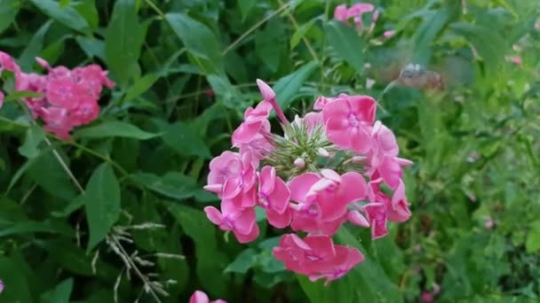 Kolibřík Jestřáb Moth Živí Nektarem Květin Macroglossum Stellatarum — Stock video