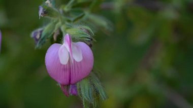 Spiny Restharrow in natural ambient (Ononis spinosa)