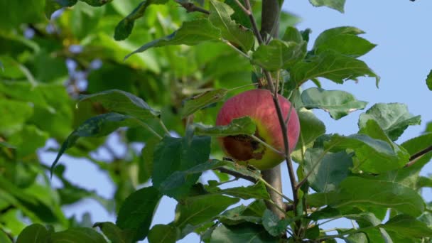 Zralé Organické Jablko Větvi Pojídáno Sršni Mouchami — Stock video