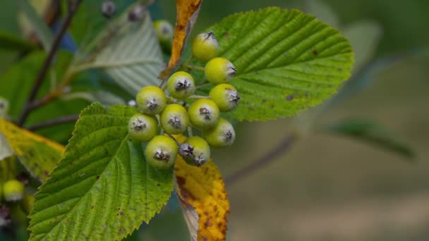 Conjunto Frutas Viga Blanca Maduración Sorbus Aria — Vídeos de Stock