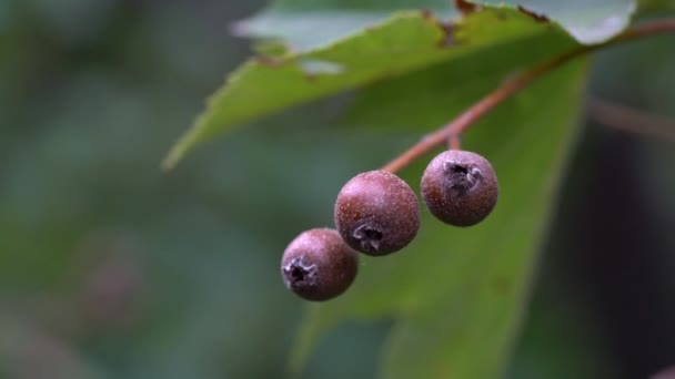 Wild Service Tree Fruit Set Ripening Sorbus Torminalis — стоковое видео