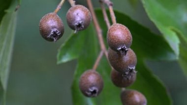 Wild Service Tree fruit set, ripening (Sorbus torminalis)