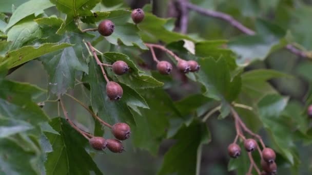 Divoký Servis Sada Ovocných Stromů Zrání Sorbus Torminalis — Stock video