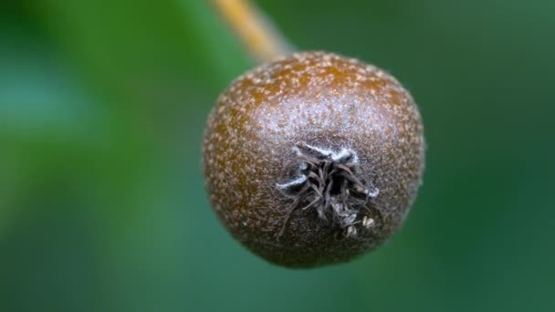 Wild Service Tree Fruit Ripening Sorbus Torminalis — Video Stock