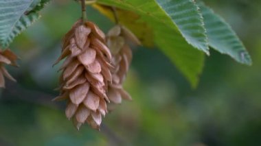 Hornbeam tohumu dalda, olgunlaşır (Carpinus betulus)