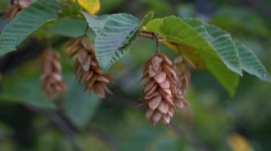 Hornbeam tohumu dalda, olgunlaşır (Carpinus betulus)