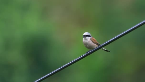 Red Backed Shrike Watching Power Cable Male Lanius Collurio — Stockvideo