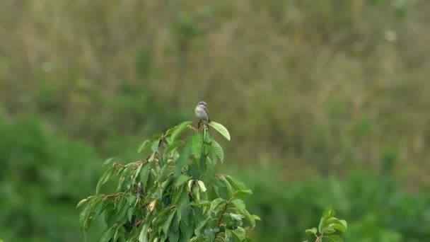 Red Backed Shrike Watching Tree Young Bird Lanius Collurio — Αρχείο Βίντεο