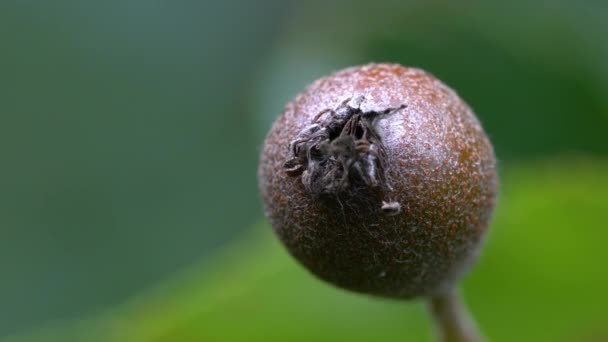 Плоды Дикого Дерева Созревающие Sorbus Torminalis — стоковое видео