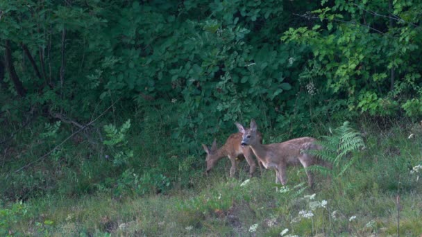 Young Roe Deer Natural Ambient Capreolus Capreolus — Video