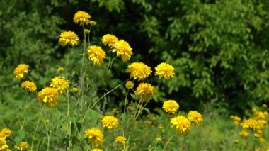 Goldquelle, Cutleaf Coneflower (Rudbeckia laciniata var. Hortensia) in natural ambient