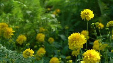 Goldquelle, Cutleaf Coneflower (Rudbeckia laciniata var. Hortensia) in natural ambient