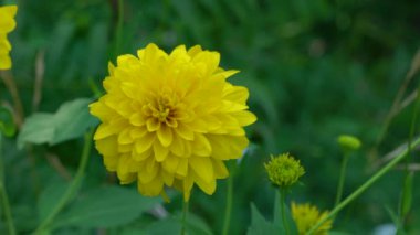 Goldquelle, Cutleaf Coneflower (Rudbeckia laciniata var. Hortensia) in natural ambient