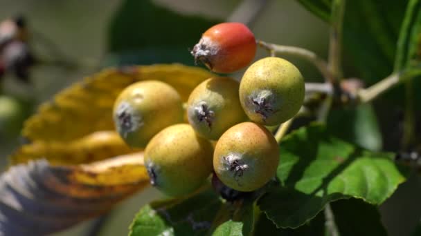 Vruchtenset Rijping Sorbus Aria — Stockvideo