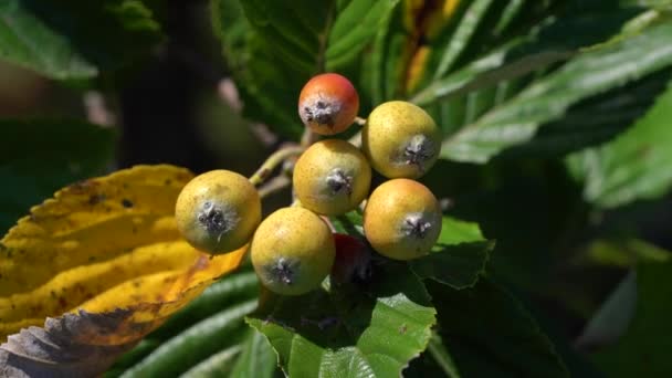 Conjunto Frutas Viga Blanca Maduración Sorbus Aria — Vídeo de stock