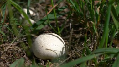 Young Giant Puffball in natural ambient (Calvatia gigantea)