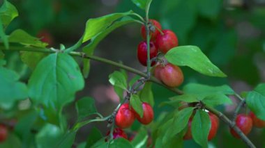 European Cornel fruit set, ripening (Cornus mas)
