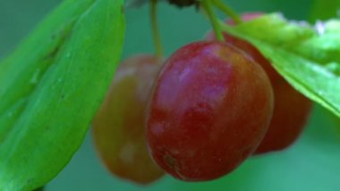 European Cornel fruit set, ripening (Cornus mas)
