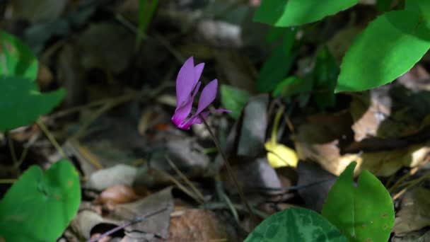 Alpine Purple Cyclamen Natural Ambient Cyclamen Purpurascens — Stock videók