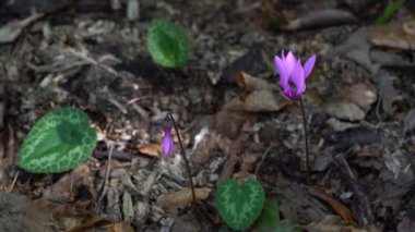 Alpine Purple Cyclamen in natural ambient (Cyclamen purpurascens)