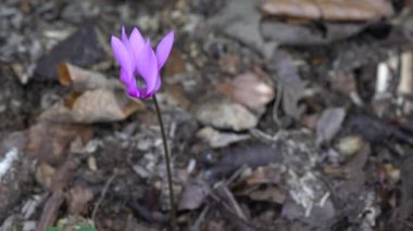 Alpine Purple Cyclamen in natural ambient (Cyclamen purpurascens)