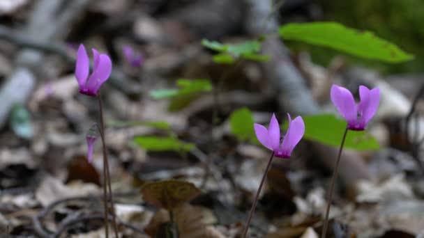 Alpine Purple Cyclamen Natural Ambient Cyclamen Purpurascens — Stock Video