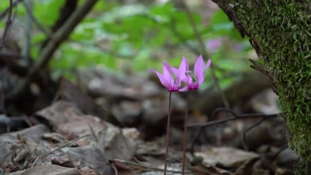 Alpine Purple Cyclamen Natural Ambient Cyclamen Purpurascens — 图库视频影像