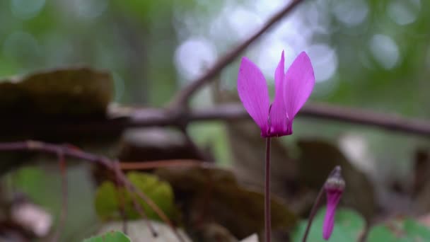 Alpine Purple Cyclamen Natural Ambient Cyclamen Purpurascens — 图库视频影像