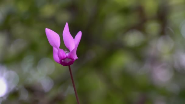 Alpine Purple Cyclamen Natural Ambient Cyclamen Purpurascens — Video