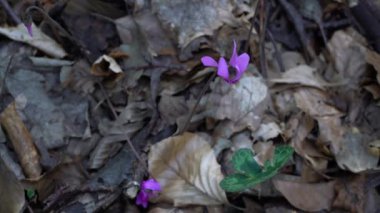 Alpine Purple Cyclamen in natural ambient (Cyclamen purpurascens)