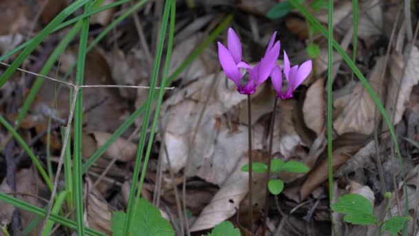 Alpine Purple Cyclamen Natural Ambient Cyclamen Purpurascens — Stockvideo