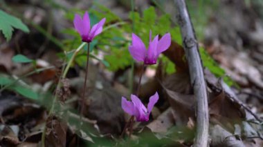 Alpine Purple Cyclamen in natural ambient (Cyclamen purpurascens)