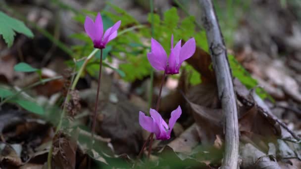 Alpine Purple Cyclamen Natural Ambient Cyclamen Purpurascens — Stockvideo