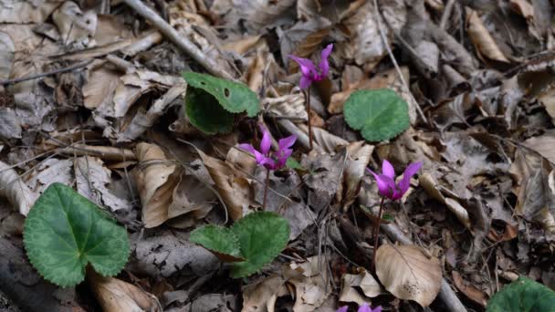 Alpine Purple Cyclamen Natural Ambient Cyclamen Purpurascens — Vídeos de Stock
