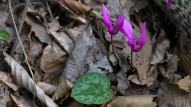 Alpine Purple Cyclamen Natural Ambient Cyclamen Purpurascens — Stock Video