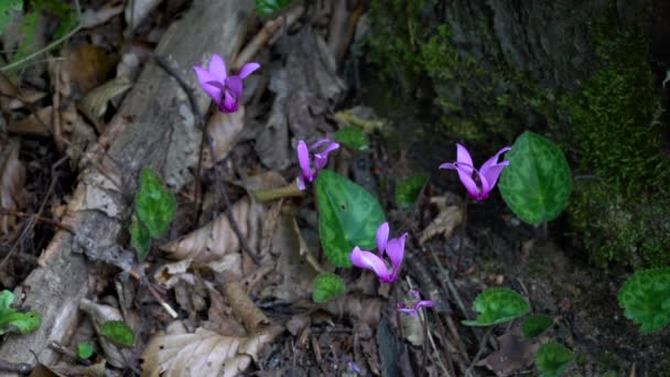 Alpine Purple Cyclamen Natural Ambient Cyclamen Purpurascens — ストック動画