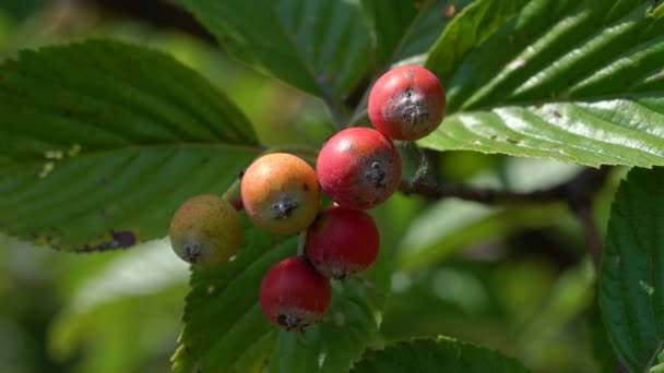 Conjunto Frutas Viga Blanca Maduración Sorbus Aria — Vídeos de Stock