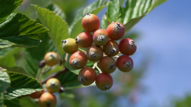 Conjunto Frutas Viga Blanca Maduración Sorbus Aria — Vídeo de stock