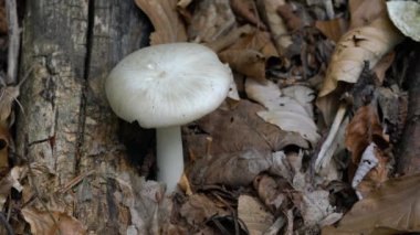 Pluteus petasatus (pullu kalkan) doğal ortamda (Fr. Gillet), bir İngilizce adı yok