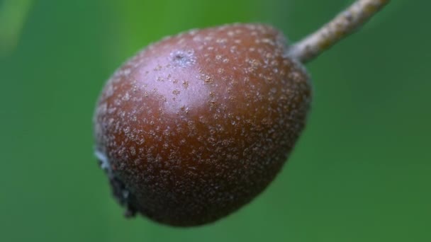 Дерево Дикої Служби Фрукти Невеликий Вітер Sorbus Torminalis — стокове відео